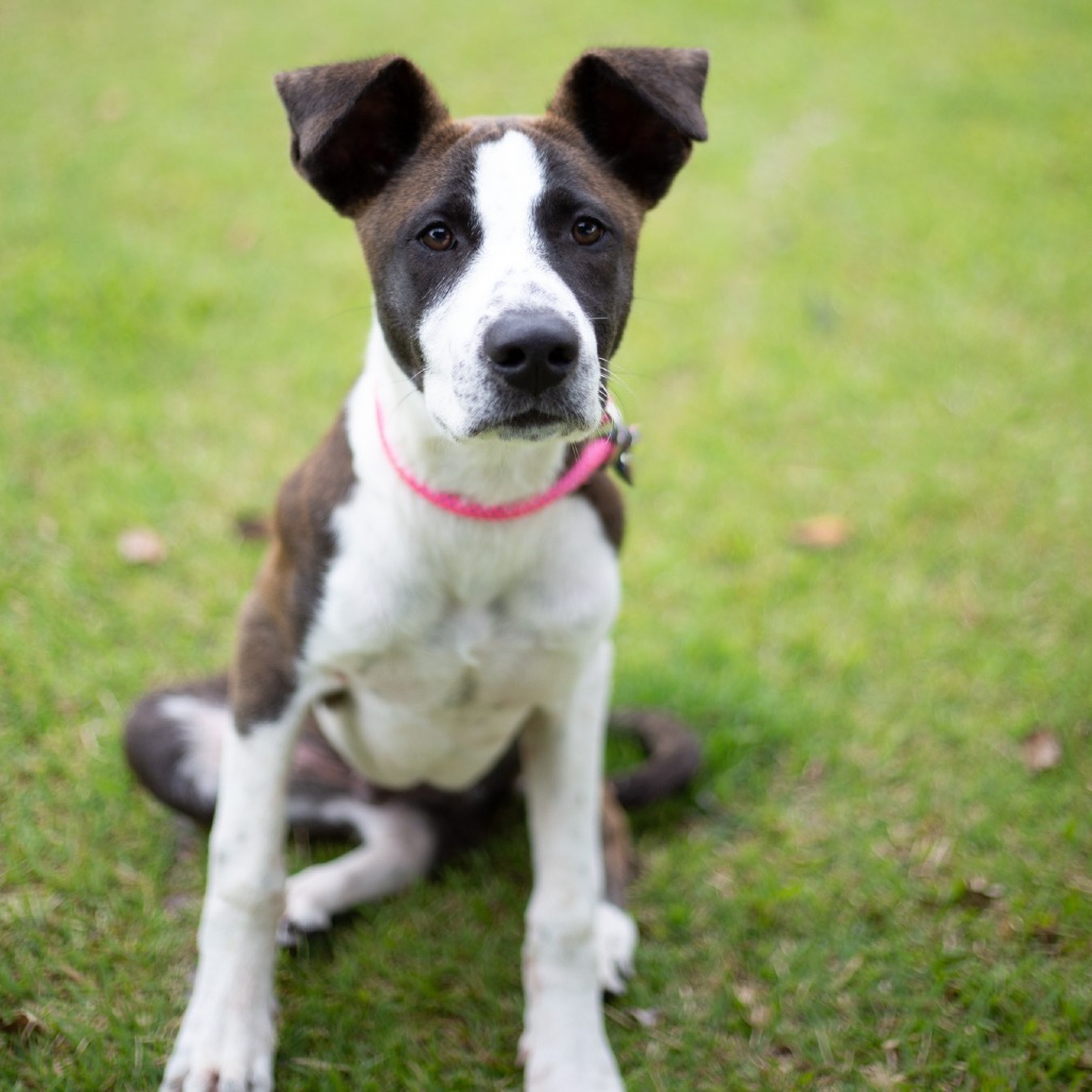 Toby, an adoptable Mixed Breed in Kailua Kona, HI, 96740 | Photo Image 4