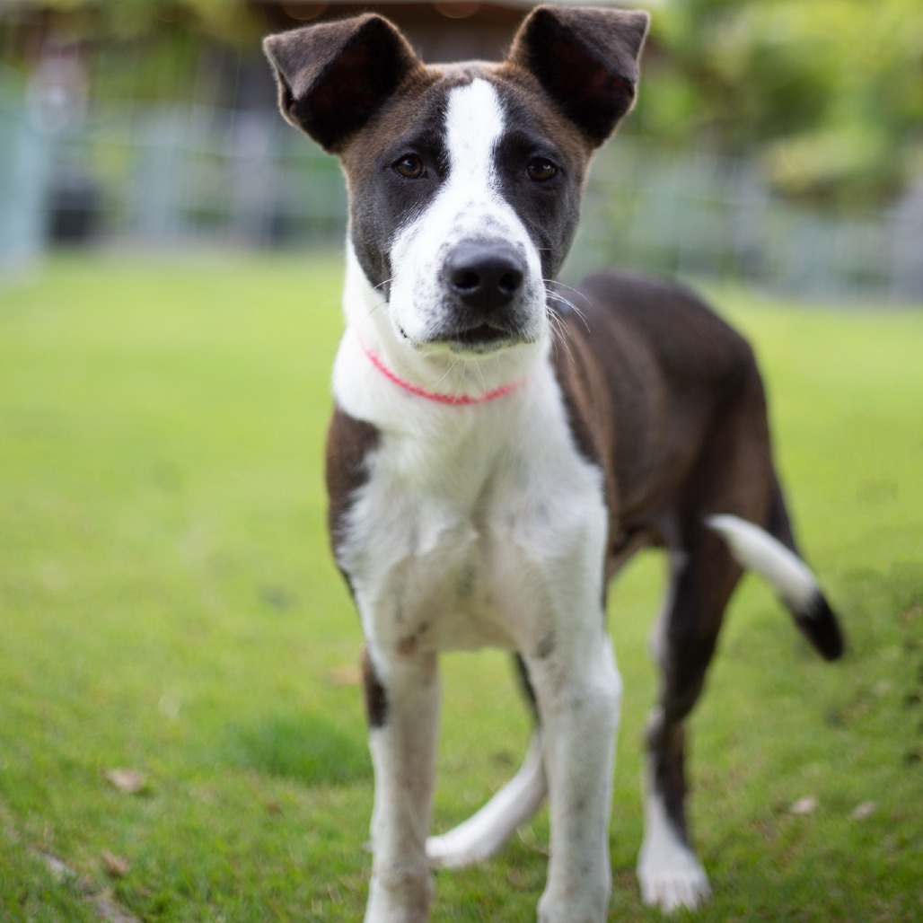 Toby, an adoptable Mixed Breed in Kailua Kona, HI, 96740 | Photo Image 5