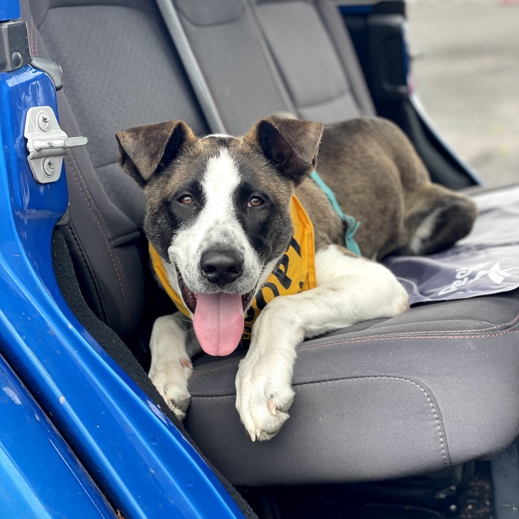 Toby, an adoptable Mixed Breed in Kailua Kona, HI, 96740 | Photo Image 6