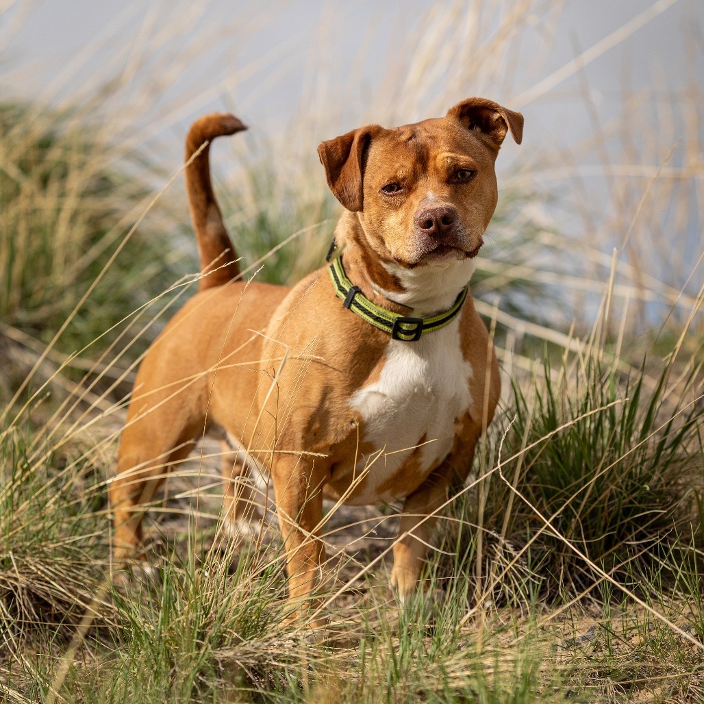 Sidney*, an adoptable Pit Bull Terrier, Chihuahua in Cody, WY, 82414 | Photo Image 1