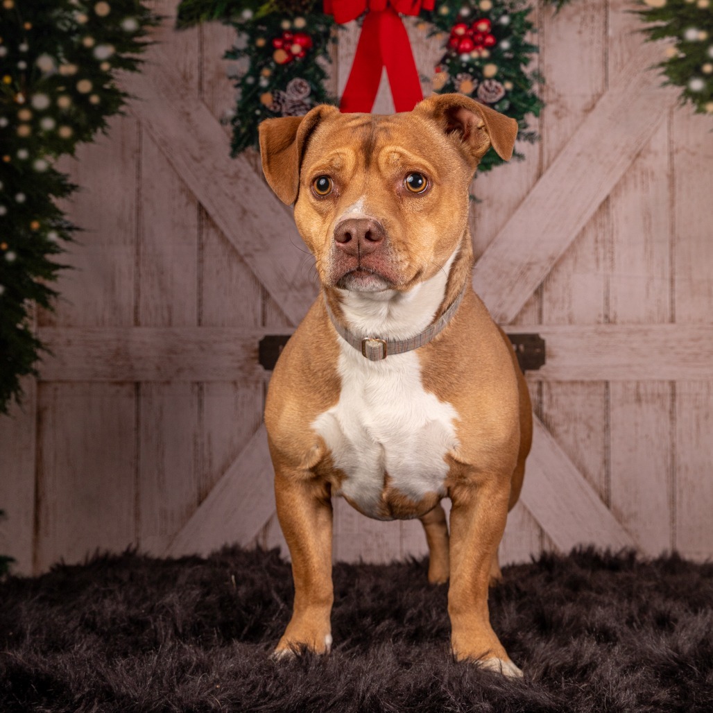 Sidney*, an adoptable Pit Bull Terrier, Chihuahua in Cody, WY, 82414 | Photo Image 4