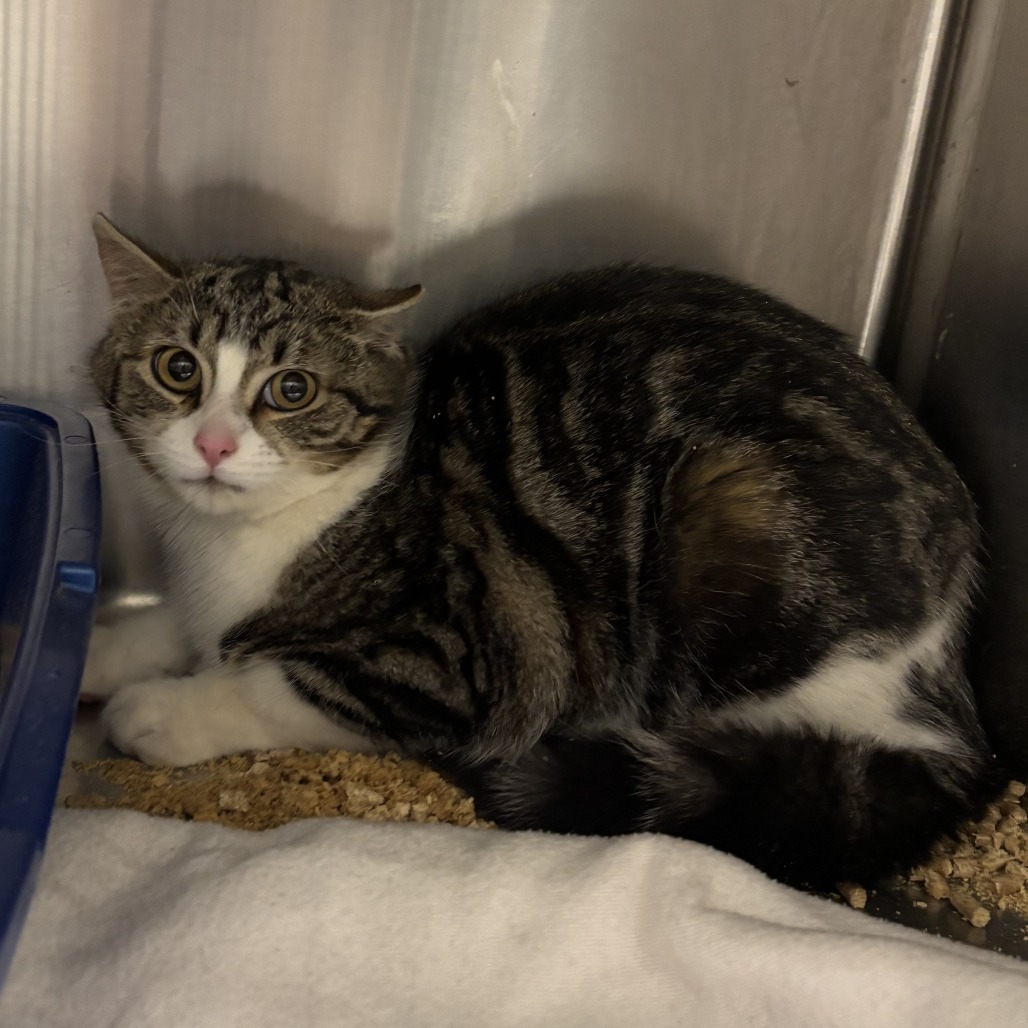 Sage, an adoptable Domestic Short Hair in Cody, WY, 82414 | Photo Image 1