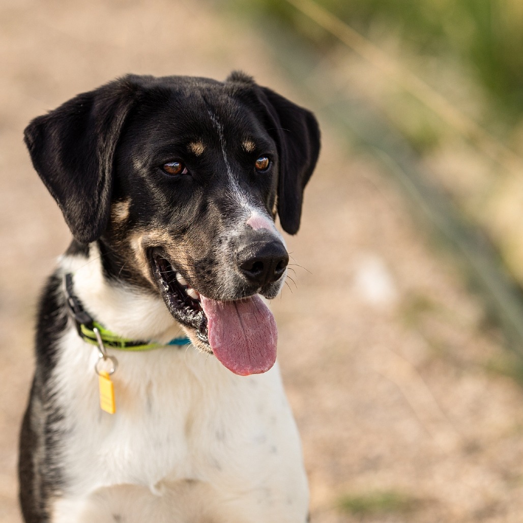Archer*, an adoptable Hound, Mixed Breed in Cody, WY, 82414 | Photo Image 1