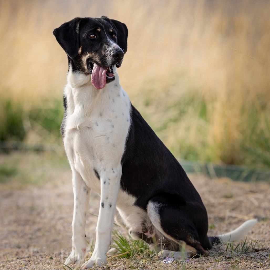 Archer*, an adoptable Hound, Mixed Breed in Cody, WY, 82414 | Photo Image 3