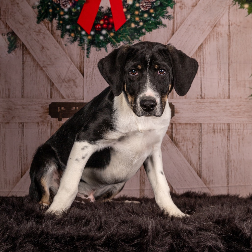 Archer*, an adoptable Hound, Mixed Breed in Cody, WY, 82414 | Photo Image 4