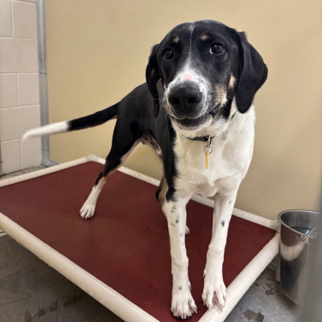 Archer*, an adoptable Hound, Mixed Breed in Cody, WY, 82414 | Photo Image 6