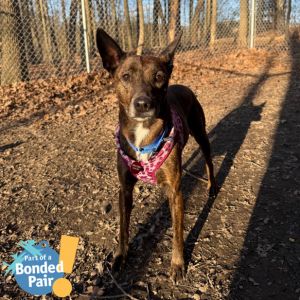 Lola, Senior Female unknown