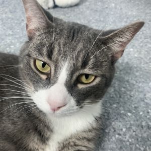 Milo