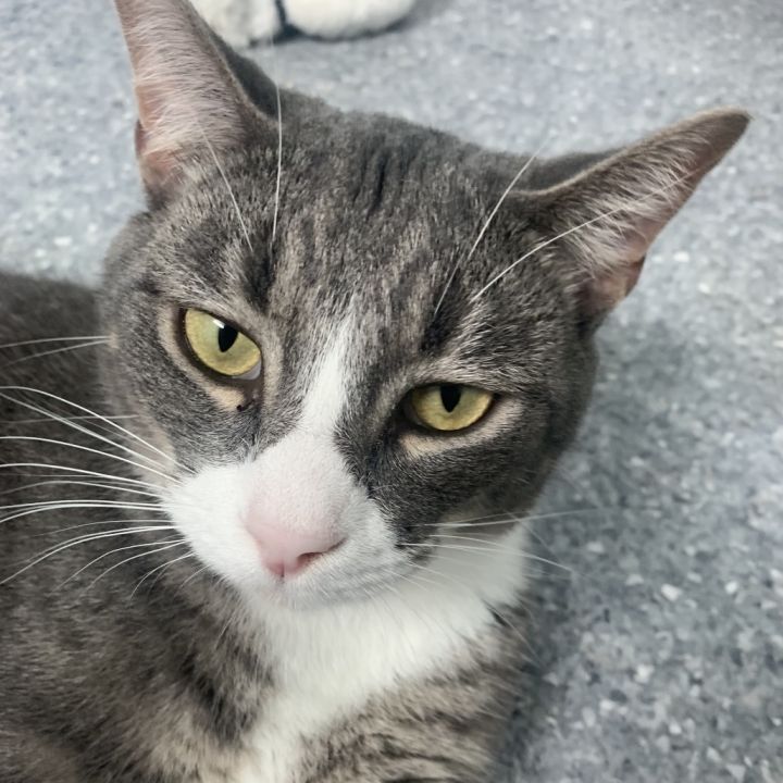 Milo 1