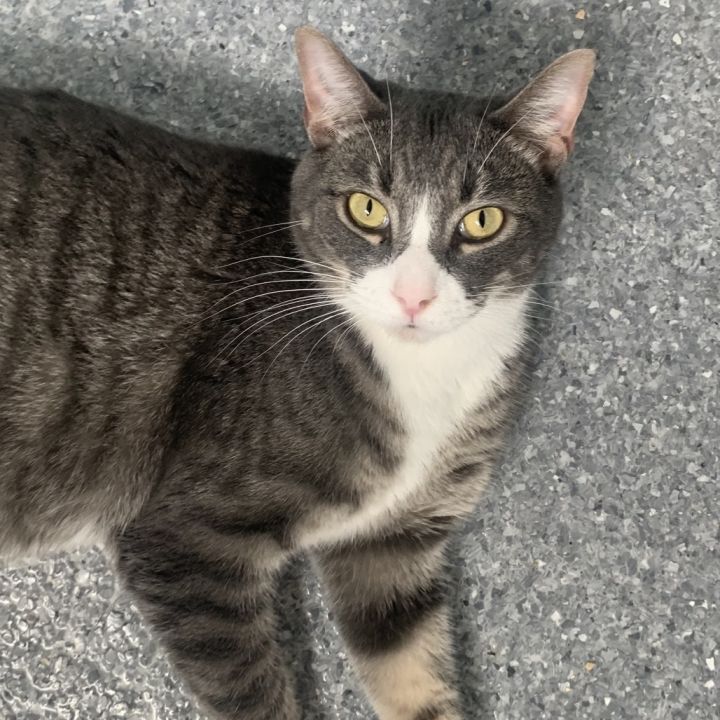 Milo 2