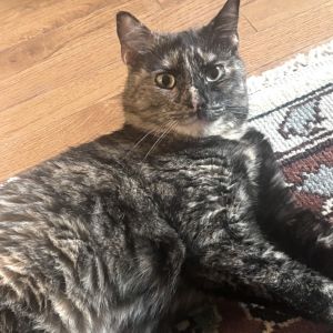 Carmine is currently in foster care and ready for adoption via our virtual process Learn more about