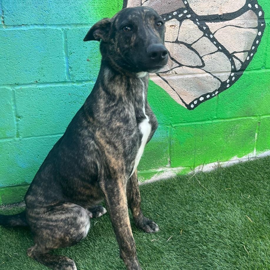 Yeti, an adoptable Belgian Shepherd / Malinois in Laredo, TX, 78041 | Photo Image 2