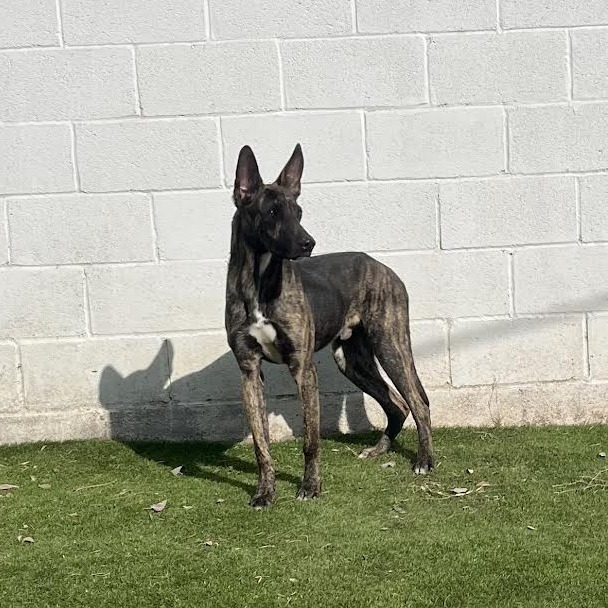 Yeti, an adoptable Belgian Shepherd / Malinois in Laredo, TX, 78041 | Photo Image 3