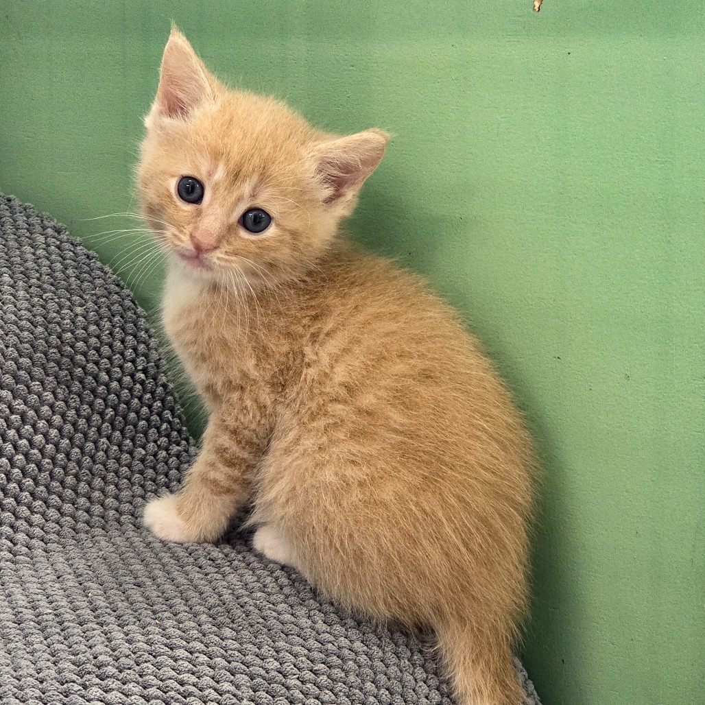 Reed(orange)