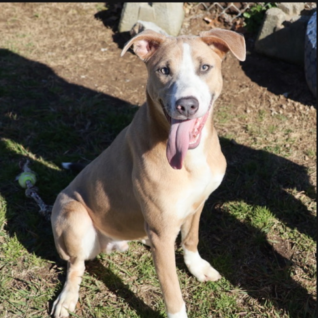 Spongebob(Adoption Fee Sponsored)