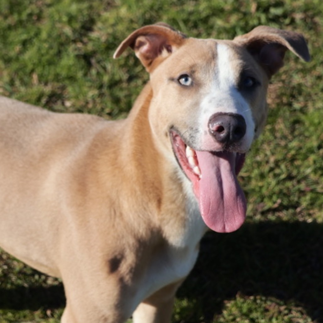 Spongebob(Adoption Fee Sponsored)