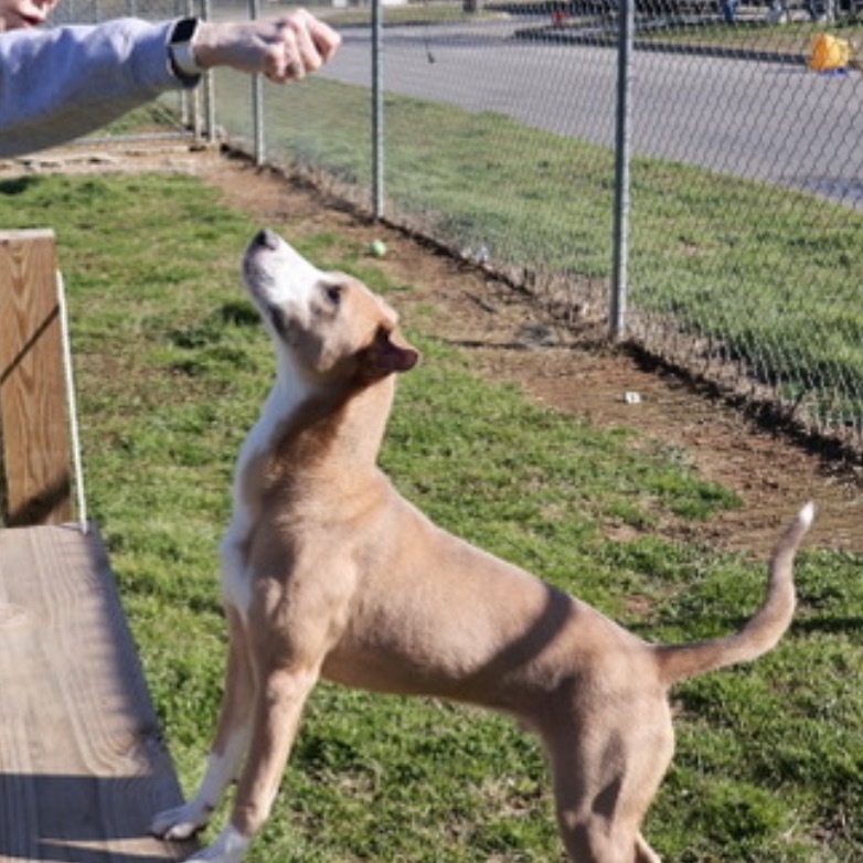 Spongebob(Adoption Fee Sponsored)