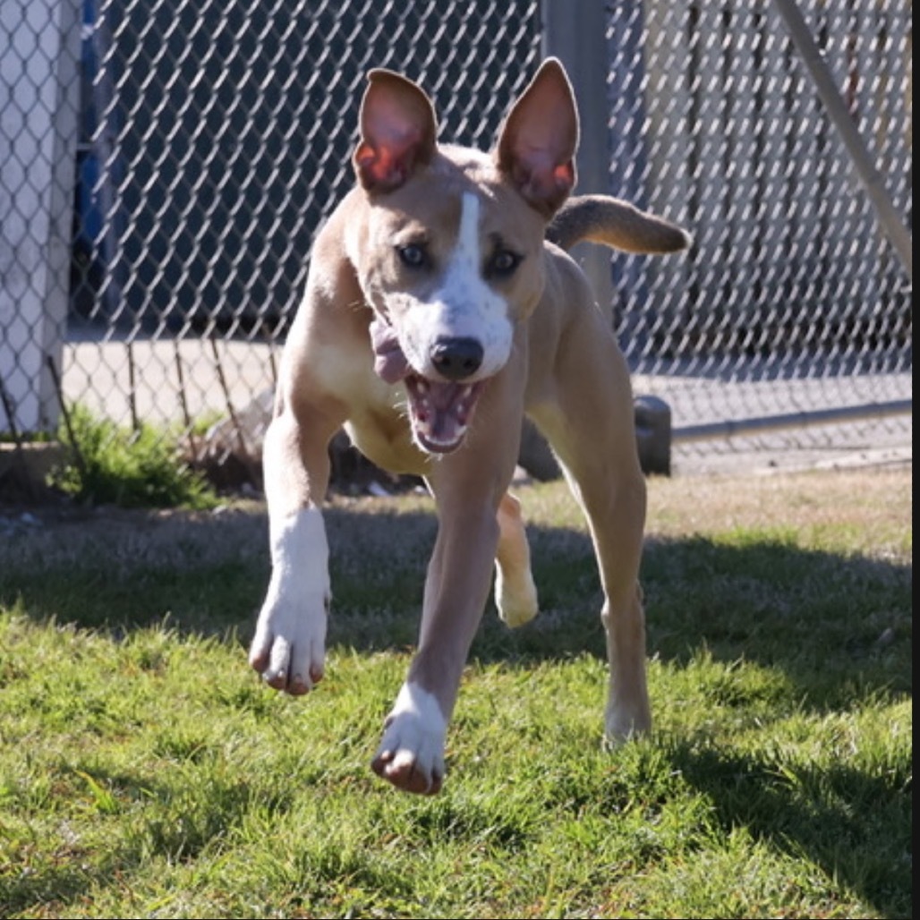 Spongebob(Adoption Fee Sponsored)
