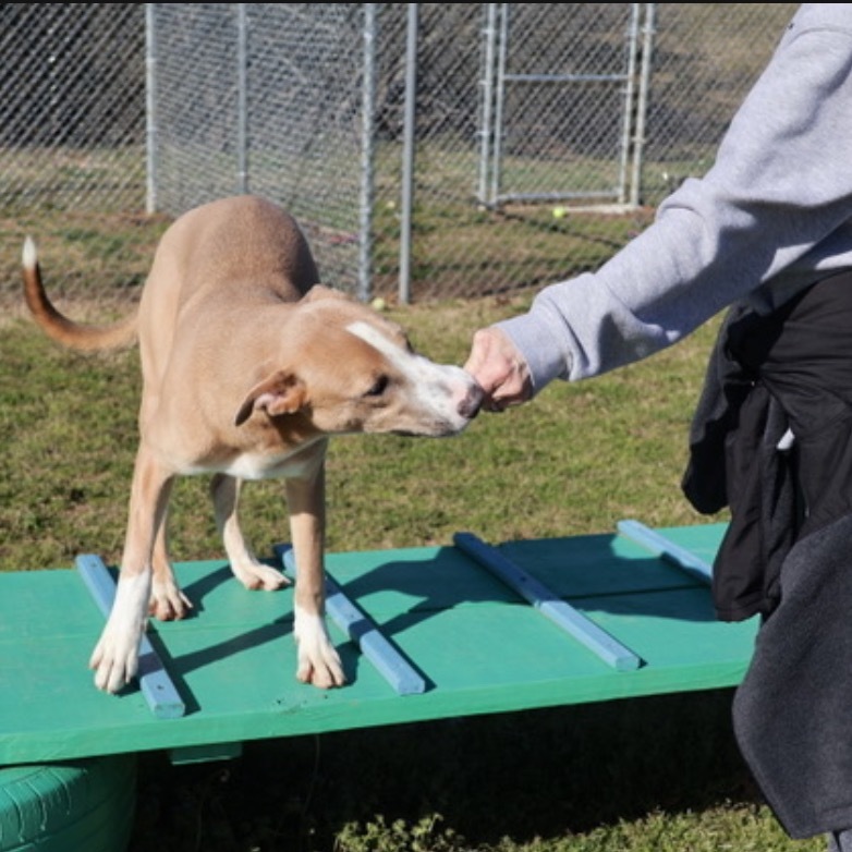Spongebob(Adoption Fee Sponsored)