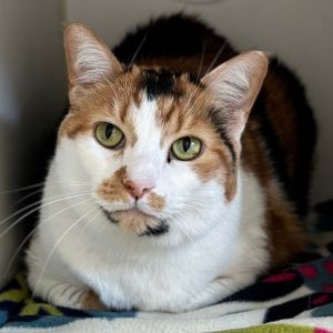 Lilly, Senior Female Domestic Short Hair