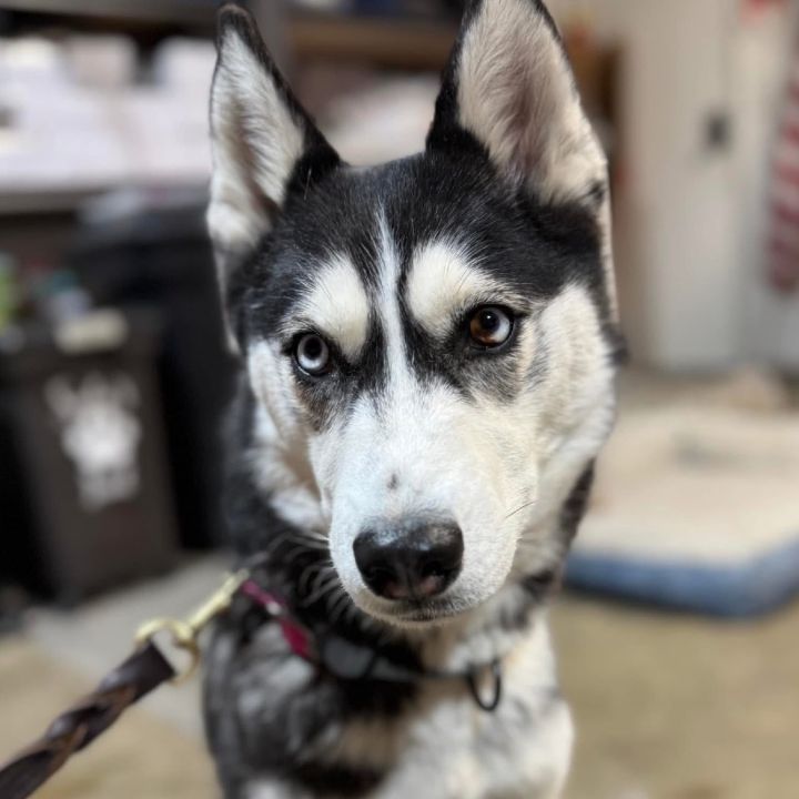 Nova 2
