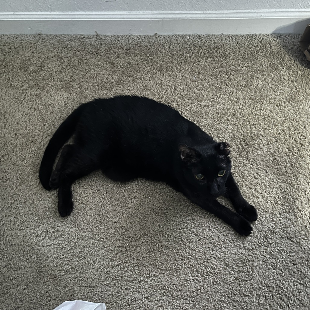 Kitty Kitty