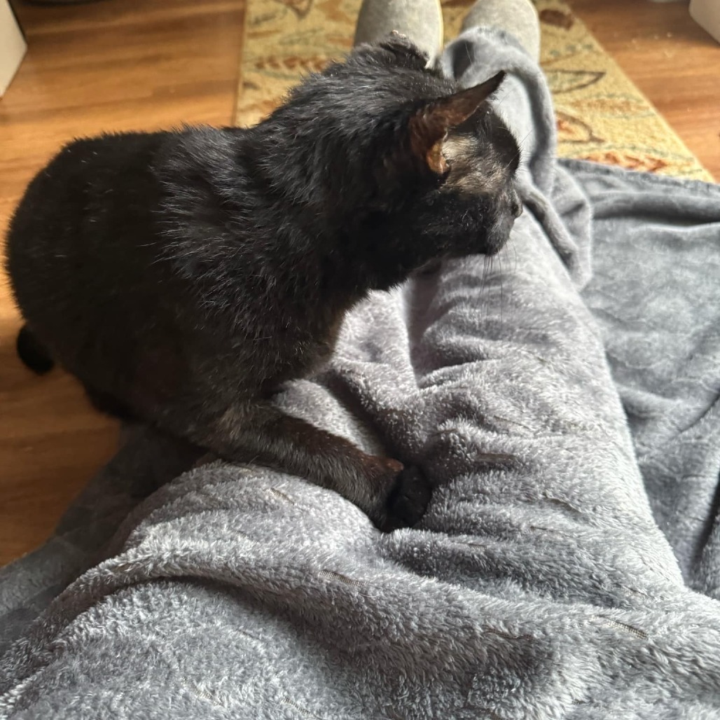 Kitty Kitty
