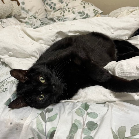 Mookie