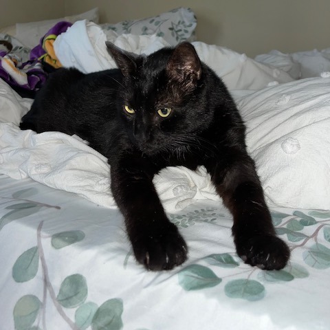 Mookie
