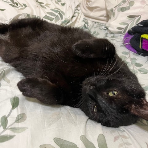Mookie