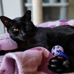 Meet Fudge a shy but sweet black-coated boy with a heart full of love I was rescued from the stree