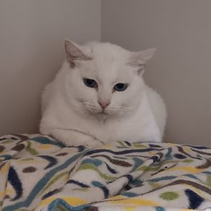 Sister Rosetta Domestic Short Hair Cat
