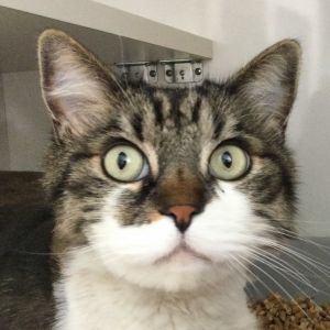 Ivan