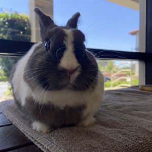 Bailey - Claremont Location