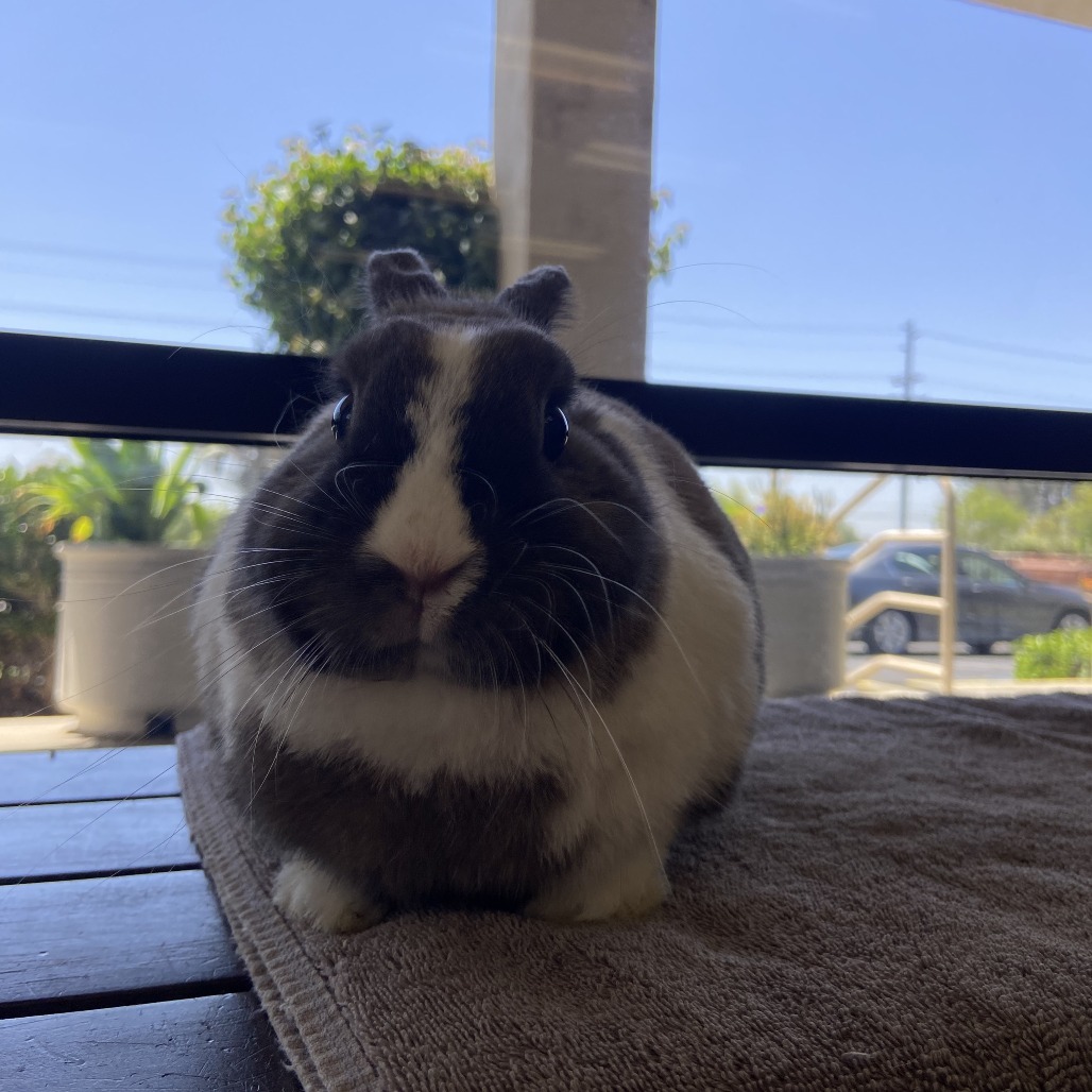 Bailey - Chino Hills Location