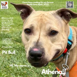 Athena