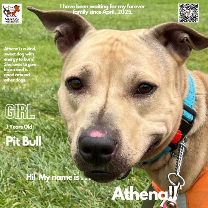 Athena 1