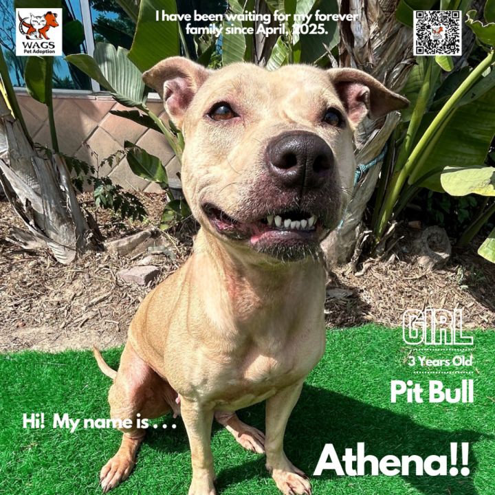 Athena 3