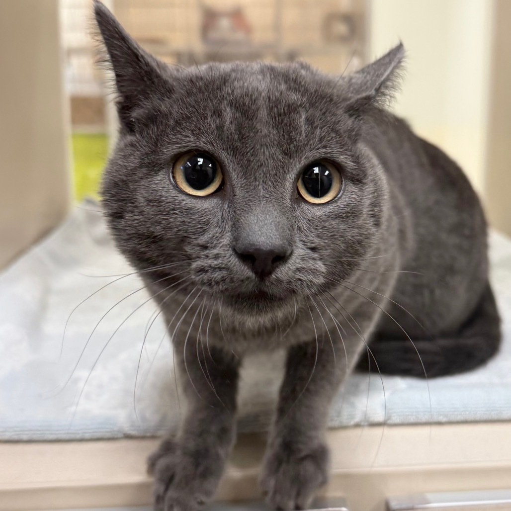 D.O.G., an adoptable Domestic Short Hair in Reno, NV, 89502 | Photo Image 1
