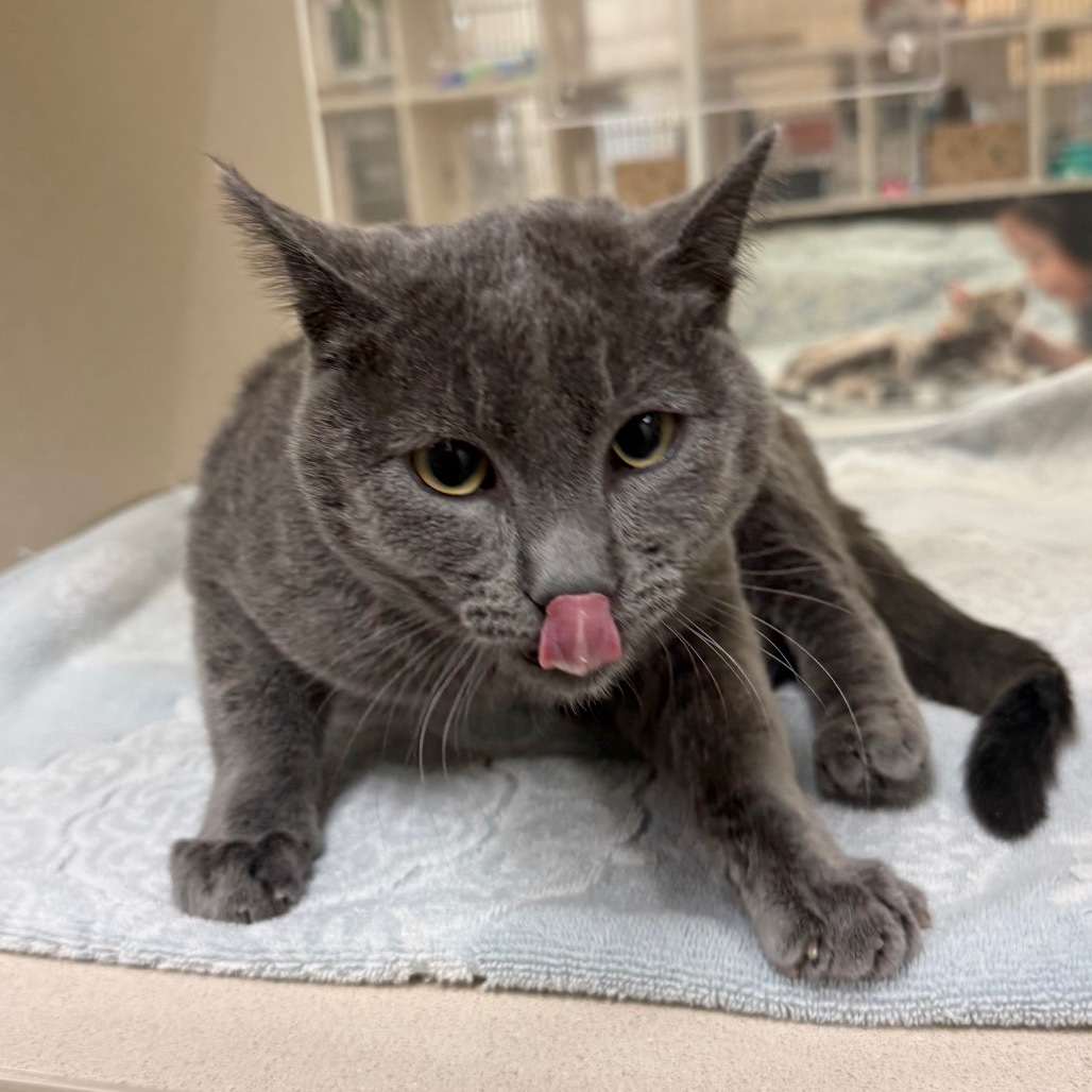 D.O.G., an adoptable Domestic Short Hair in Reno, NV, 89502 | Photo Image 2