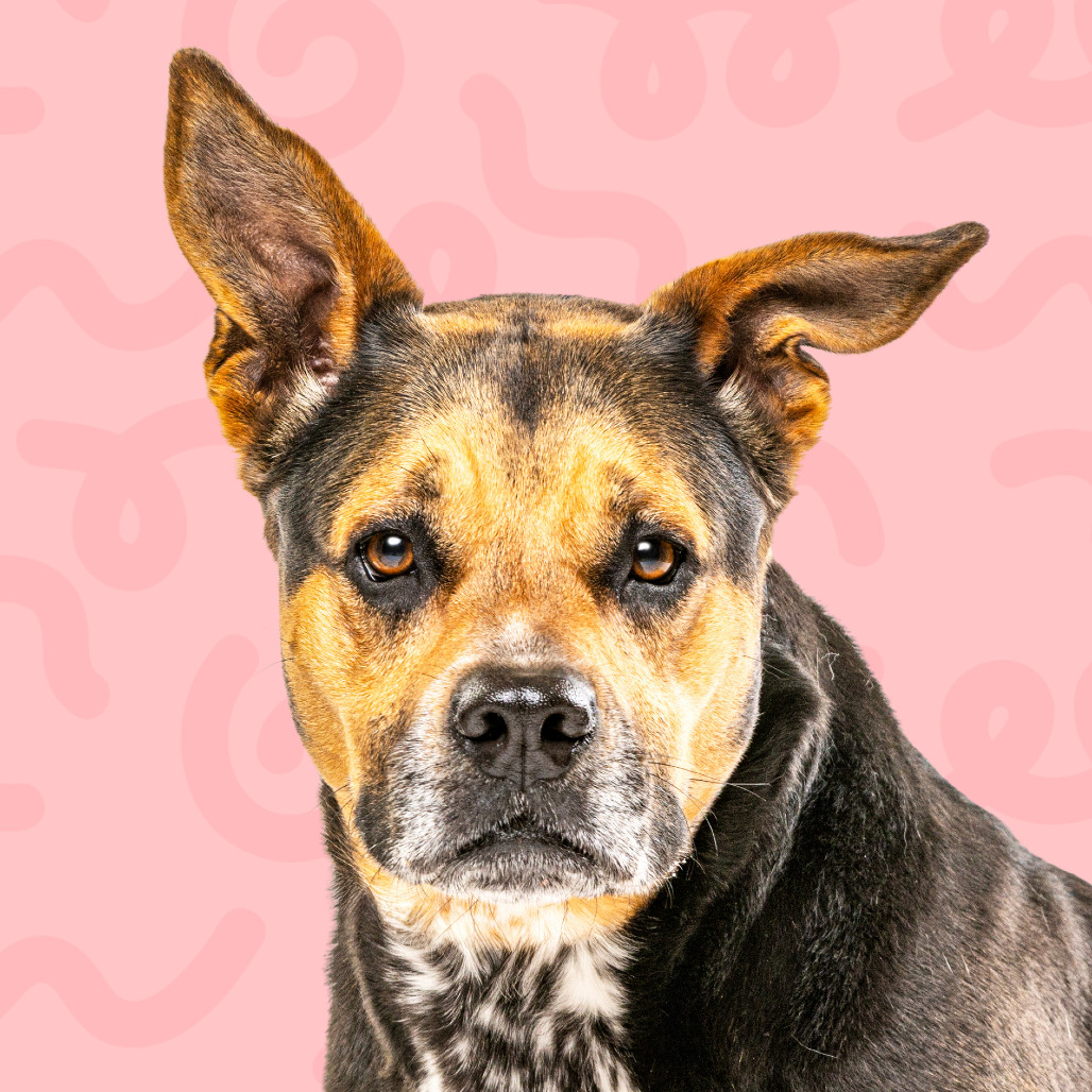 Decibel, an adoptable Cattle Dog, Rottweiler in Reno, NV, 89502 | Photo Image 1
