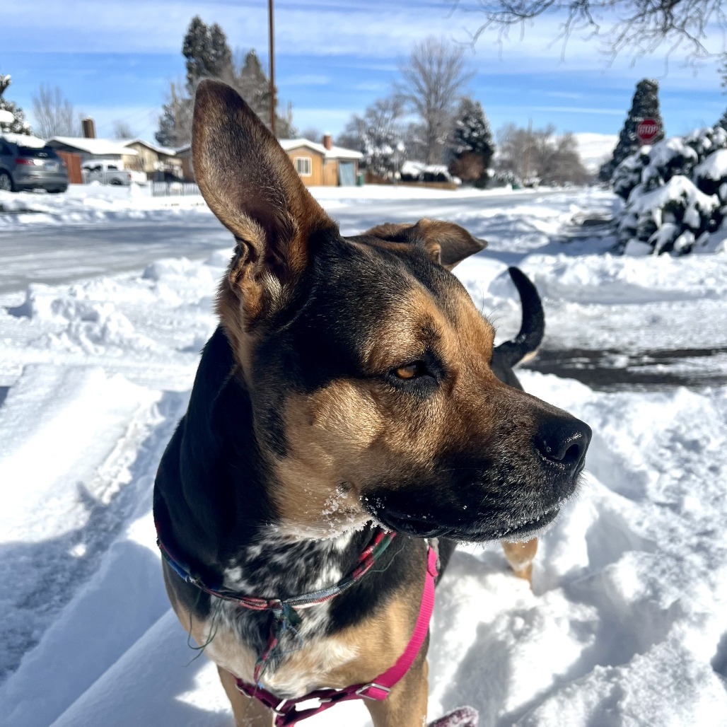 Decibel, an adoptable Cattle Dog, Rottweiler in Reno, NV, 89502 | Photo Image 2