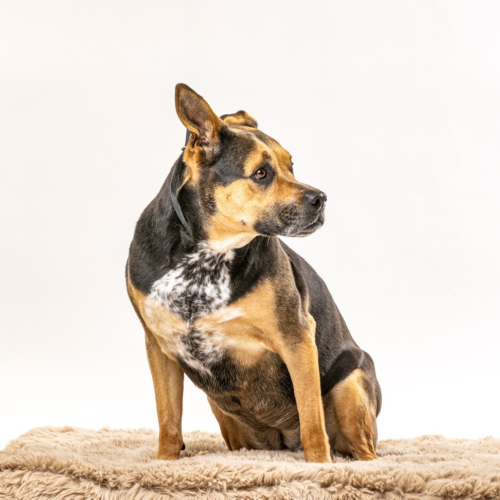 Decibel, an adoptable Cattle Dog, Rottweiler in Reno, NV, 89502 | Photo Image 3