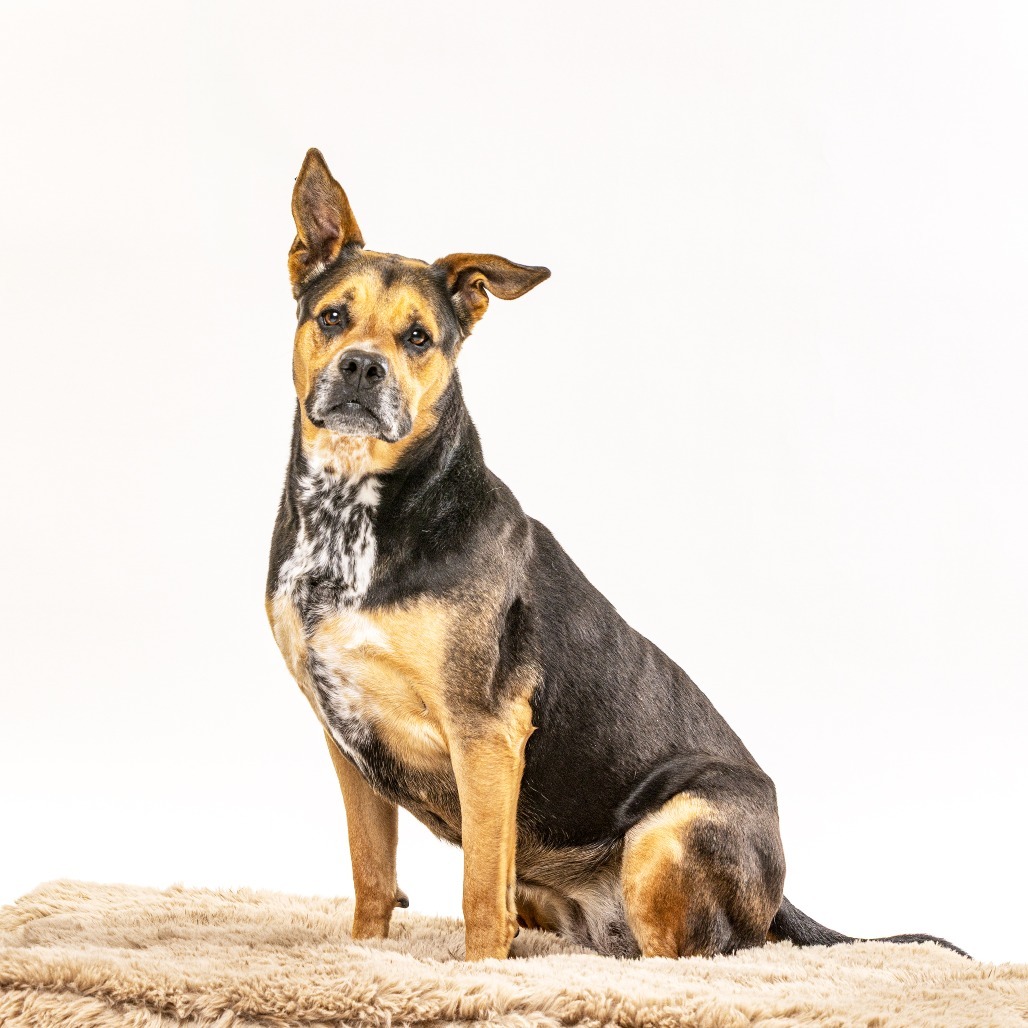 Decibel, an adoptable Cattle Dog, Rottweiler in Reno, NV, 89502 | Photo Image 4