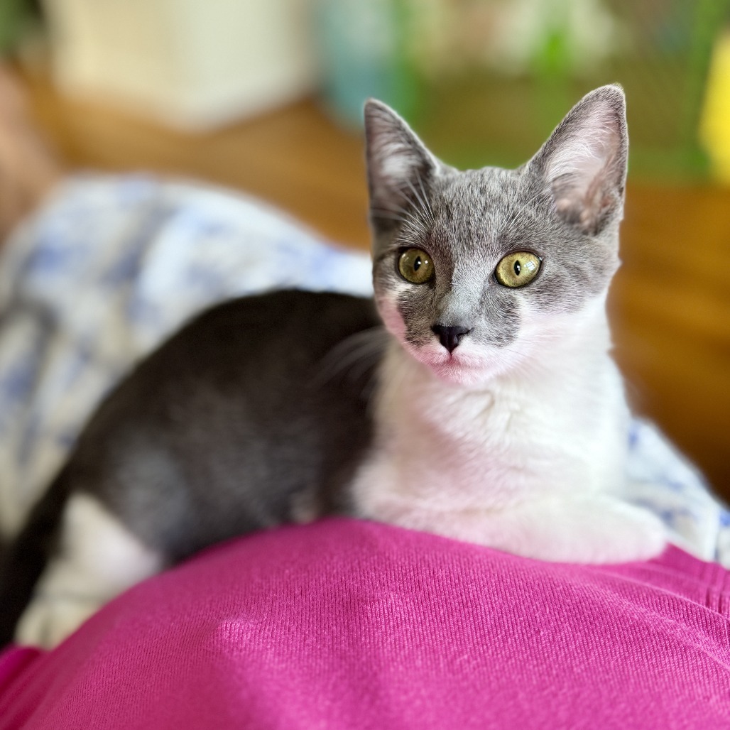 Pixie BCAS
