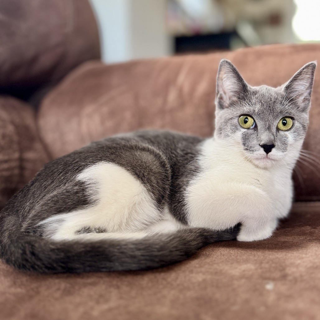 Pixie BCAS