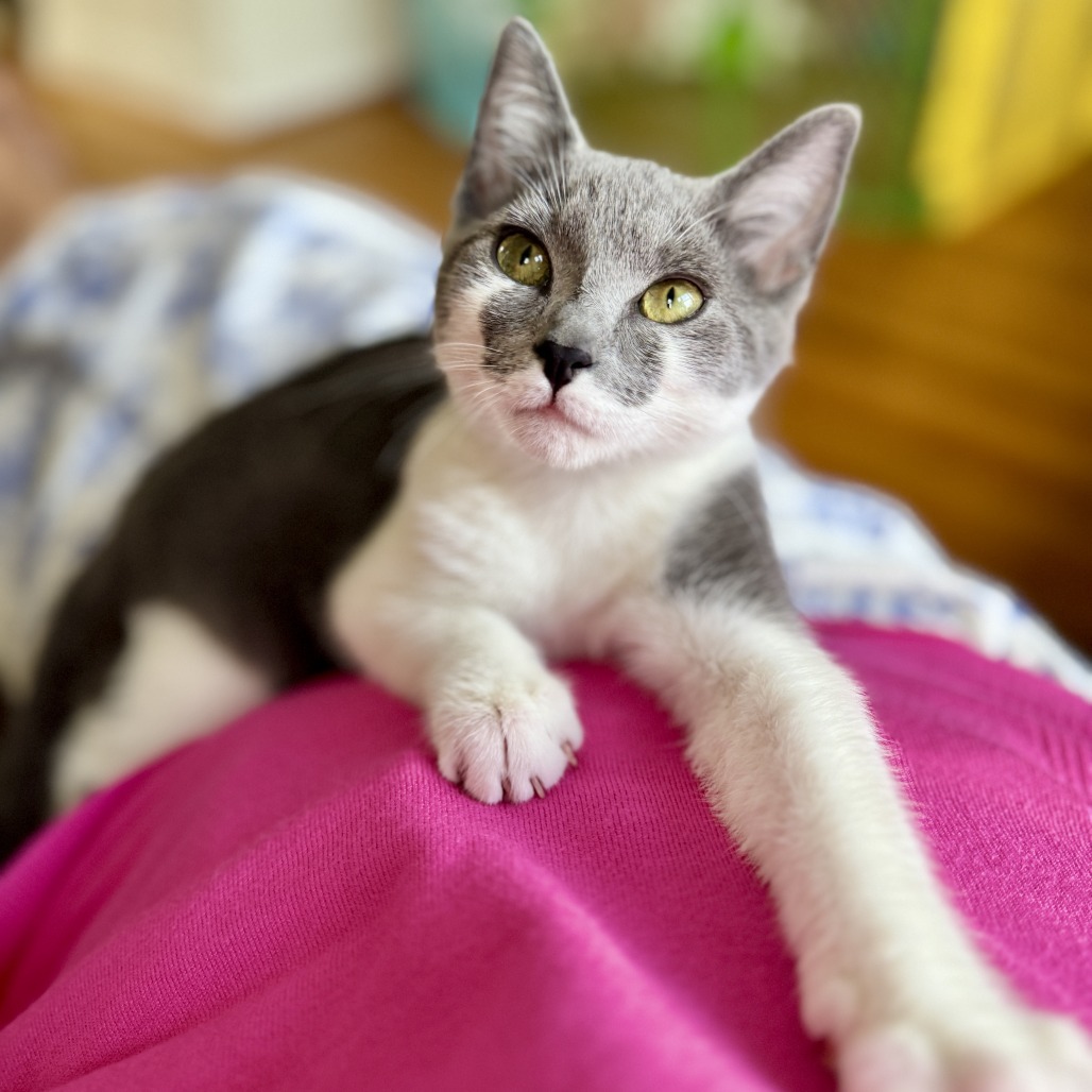 Pixie BCAS