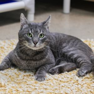 Rollo is a very handsome dude and is also round soft and so sweet He has an a