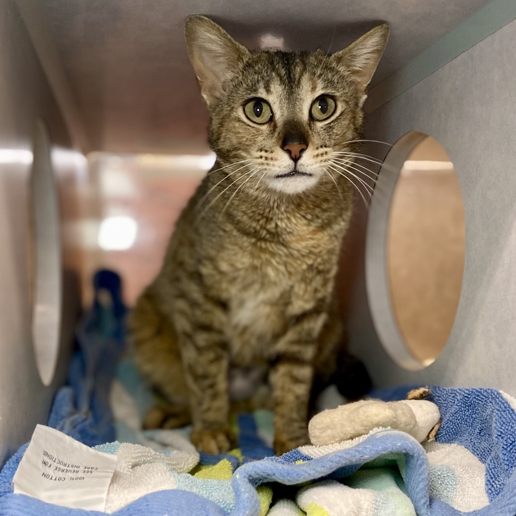 Pia, an adoptable Domestic Short Hair in Glenwood Springs, CO, 81601 | Photo Image 1
