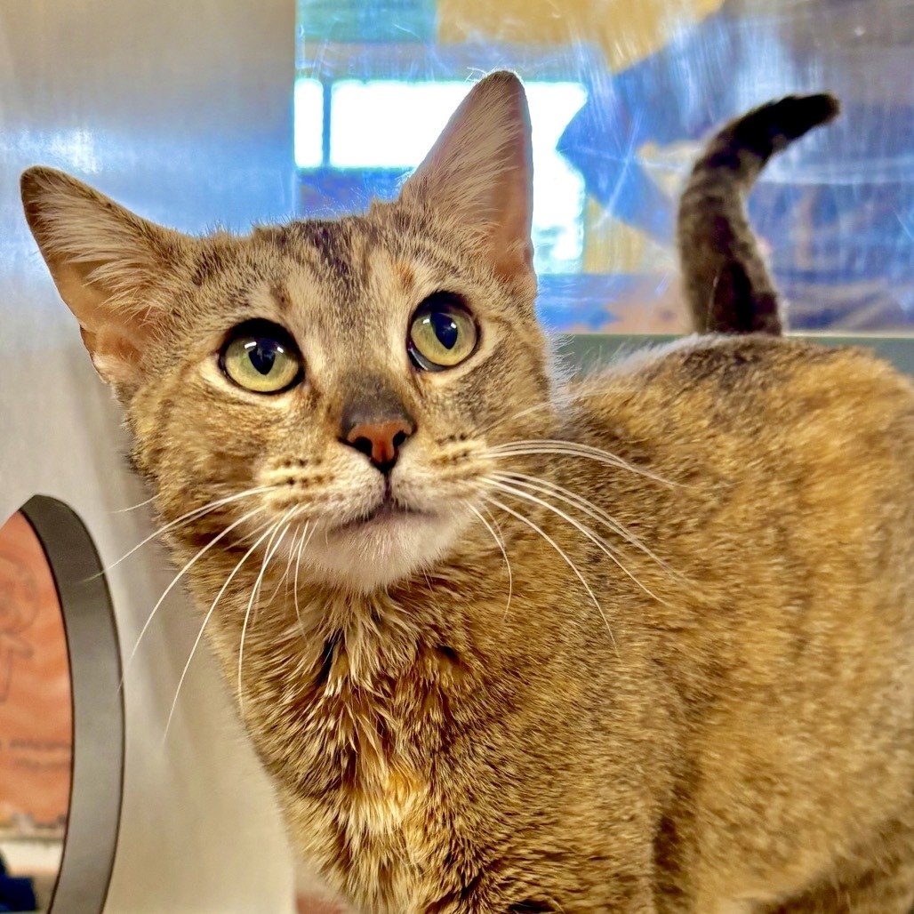 Pia, an adoptable Domestic Short Hair in Glenwood Springs, CO, 81601 | Photo Image 2